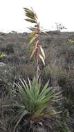 Image of Tillandsia lajensis André