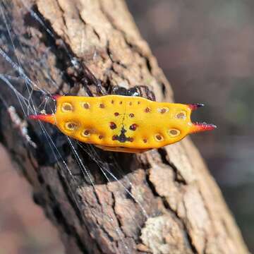 Image of Gasteracantha quadrispinosa O. Pickard-Cambridge 1879