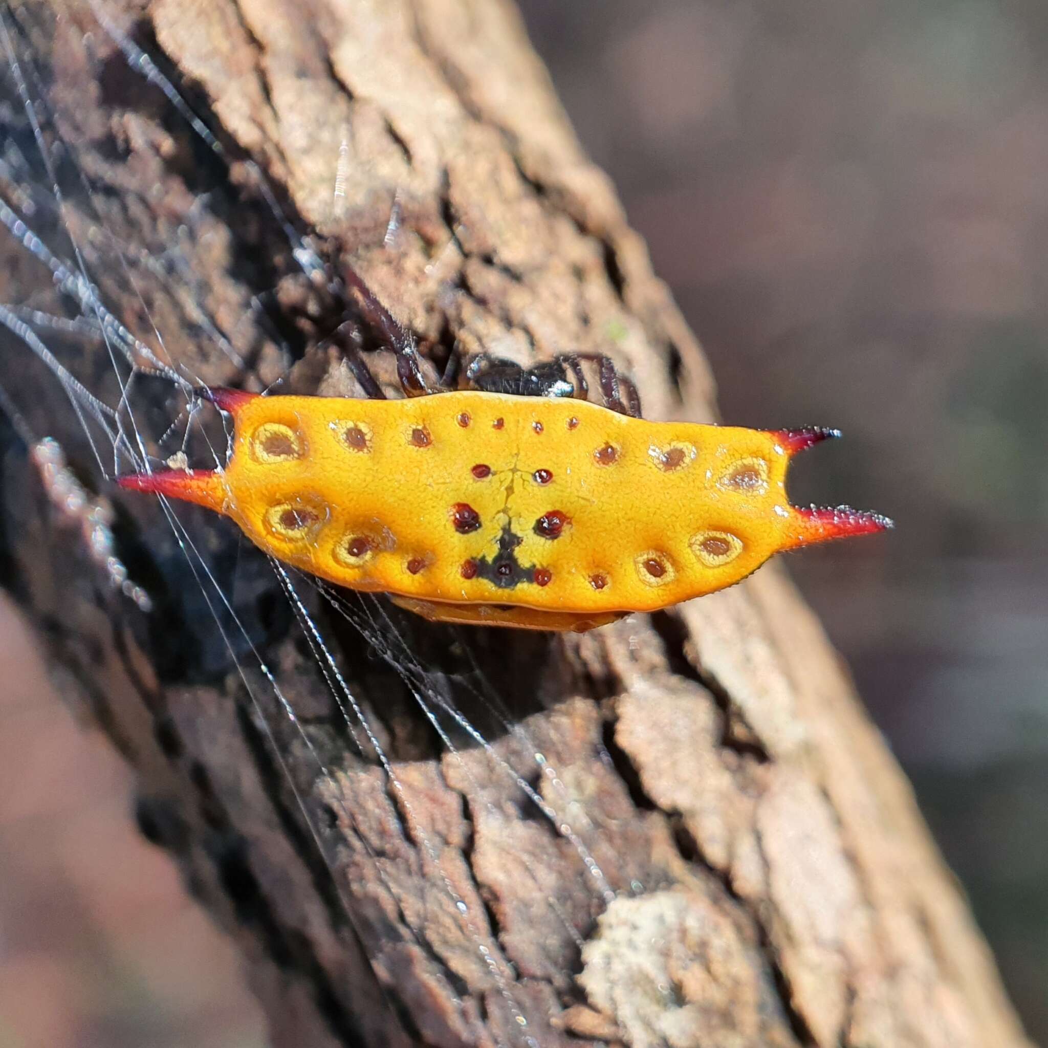 Image of Gasteracantha quadrispinosa O. Pickard-Cambridge 1879