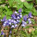 Hyacinthoides massartiana Geerinck resmi