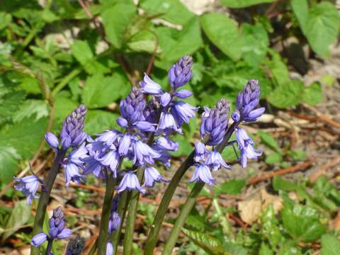 Hyacinthoides massartiana Geerinck resmi