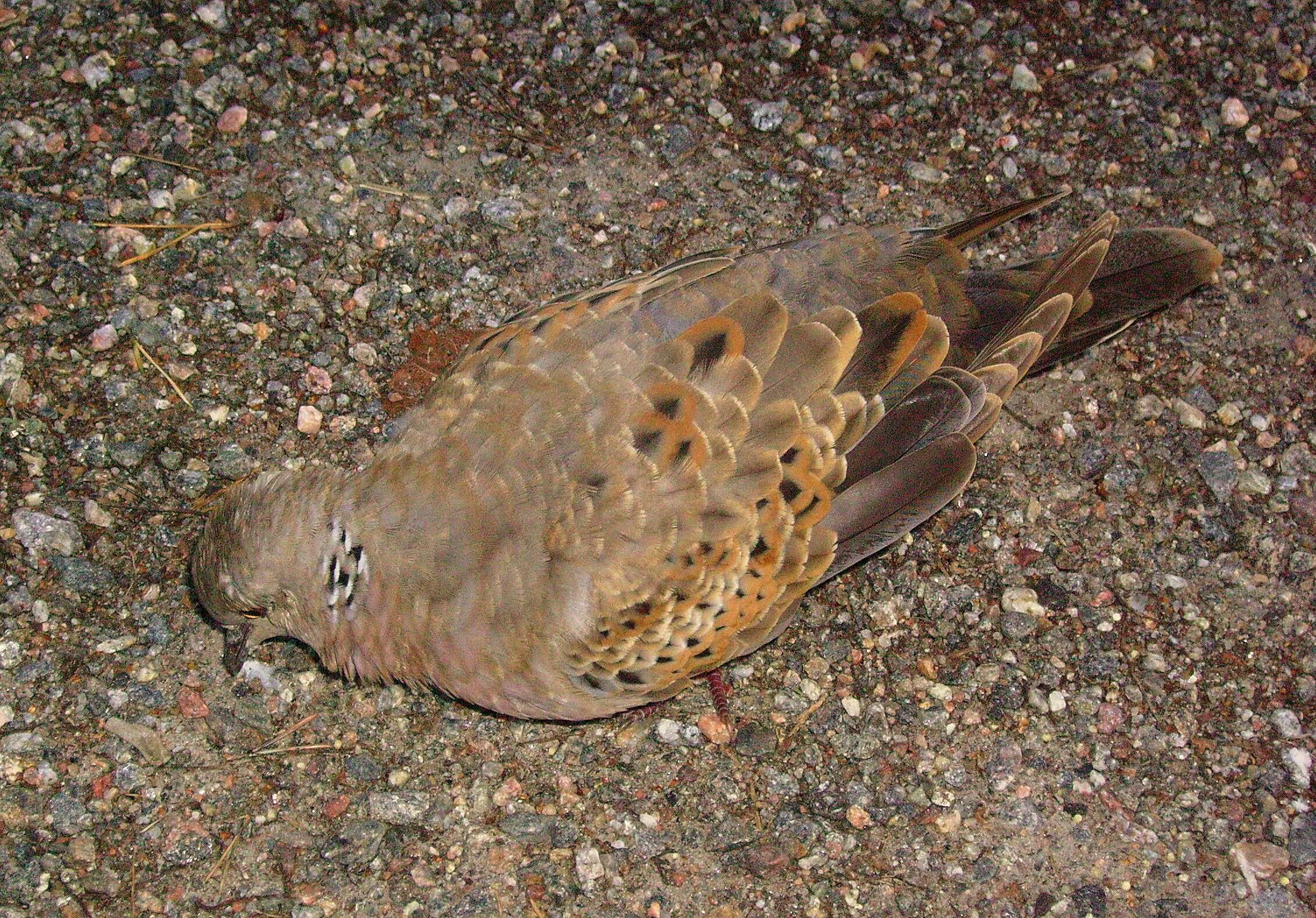 Image of turtle dove, european turtle dove