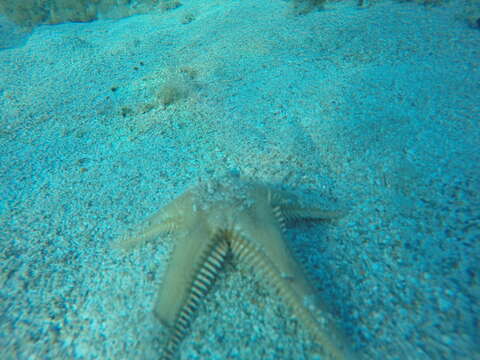 Image of Astropecten platyacanthus (Philippi 1837)