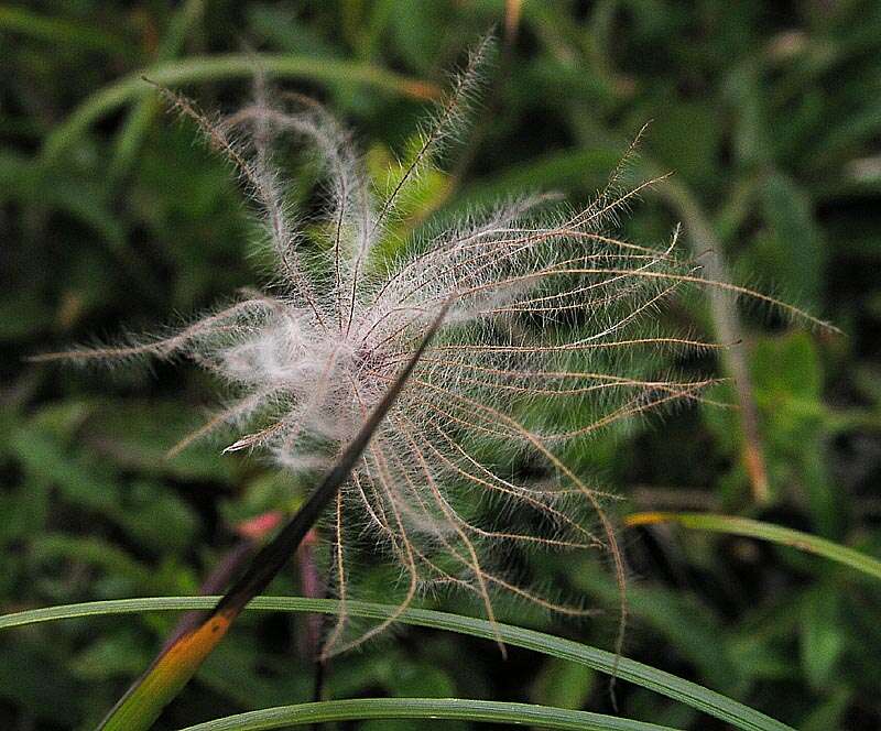 Imagem de Pulsatilla vulgaris Miller