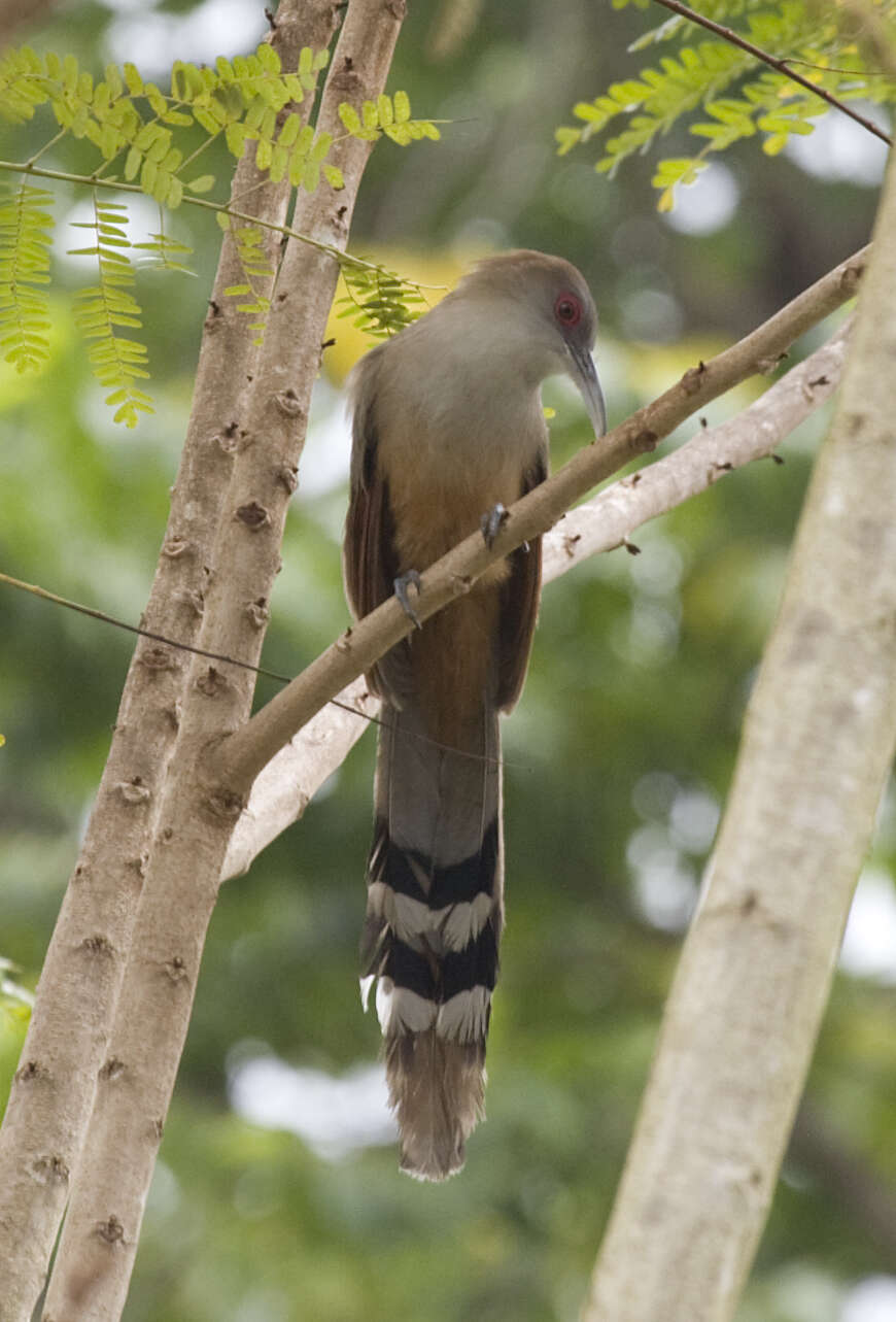 Image of Cuban Lizard-cuckoo