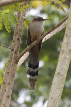 Image of Cuban Lizard-cuckoo