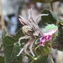 Image of Pavonia rosa-campestris A. St.-Hil.