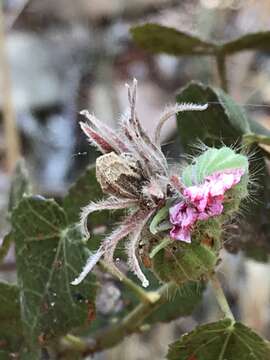 Image of Pavonia rosa-campestris A. St.-Hil.