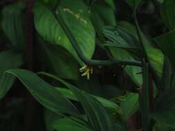 Image of Adanson's monstera