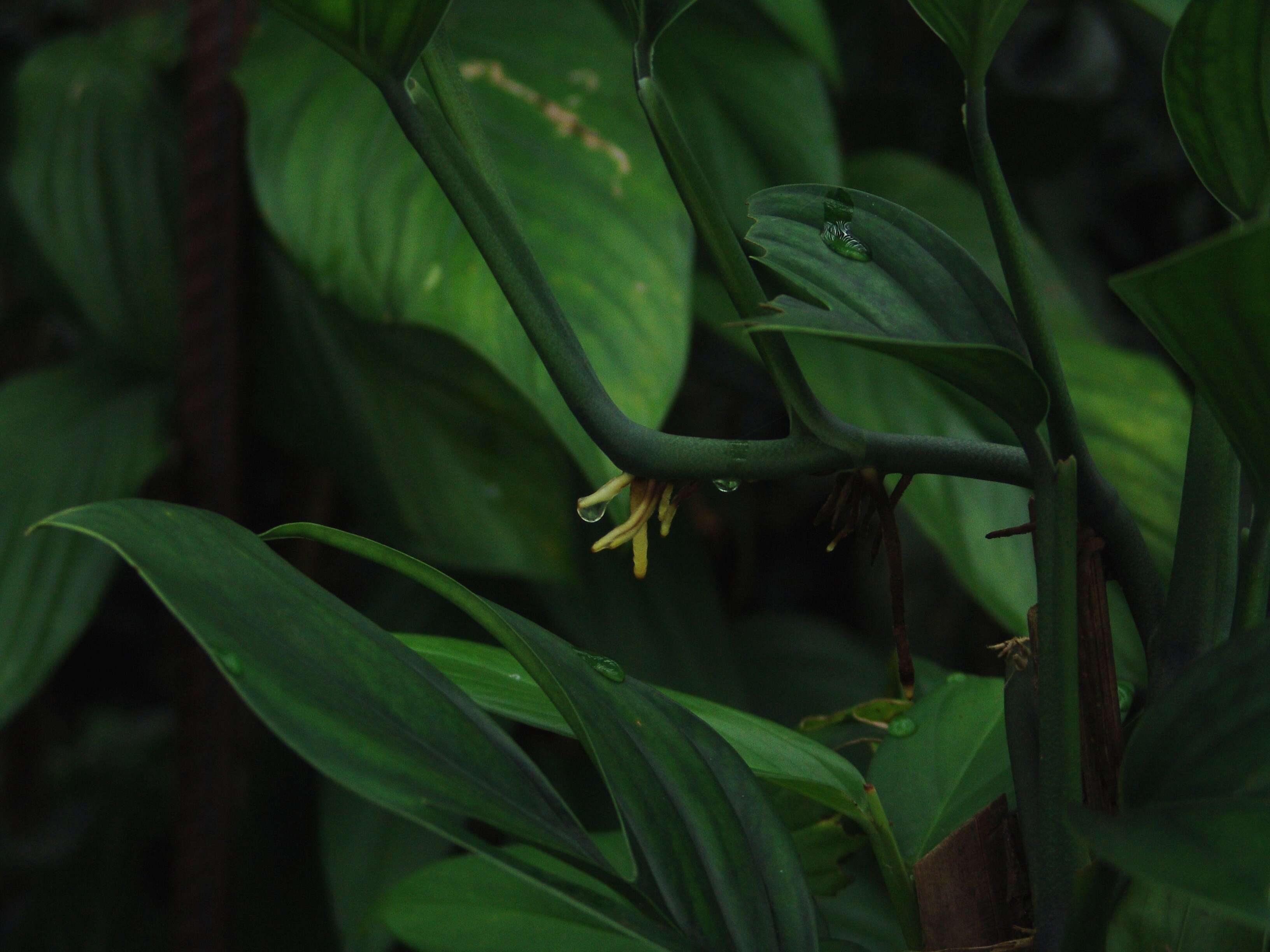 Image of Adanson's monstera