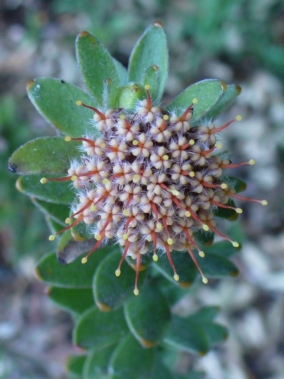 Image of Leucospermum truncatulum (Salisb. ex Knight) Rourke
