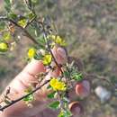 صورة Crotalaria filipes Benth.