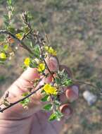 Image of Crotalaria filipes Benth.