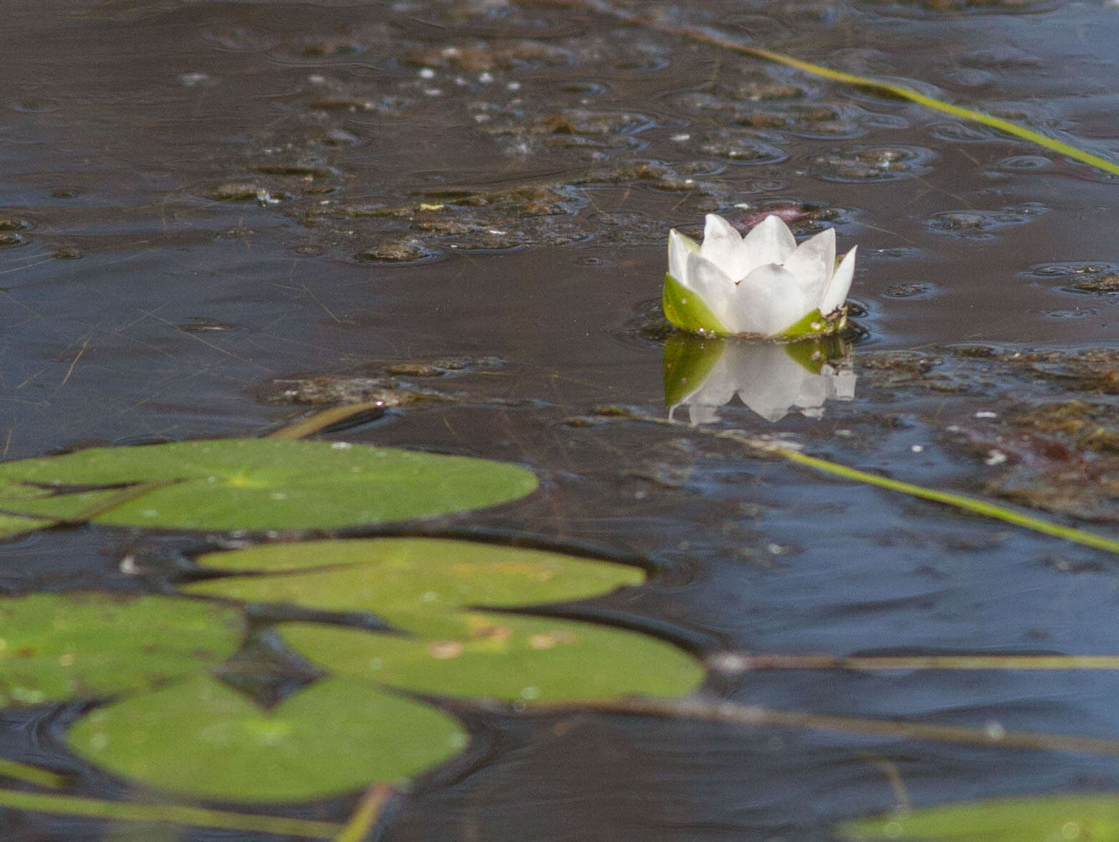 Image of Pygmy Water-Lily