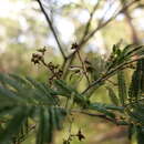 Image of Acacia nanodealbata J. H. Willis