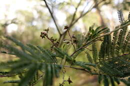 Imagem de Acacia nanodealbata J. H. Willis