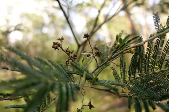 Sivun Acacia nanodealbata J. H. Willis kuva