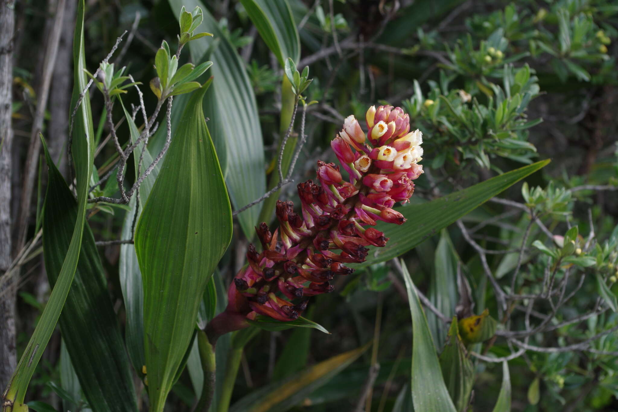 Image of Elleanthus arpophyllostachys (Rchb. fil.) Rchb. fil.