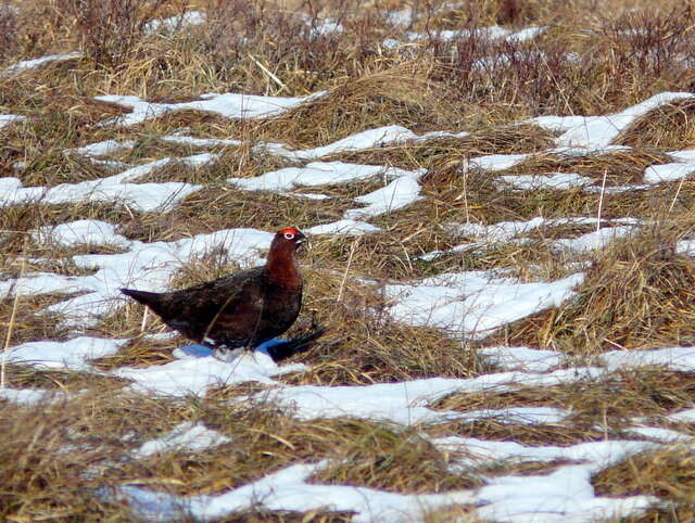 Image of Red Grouse