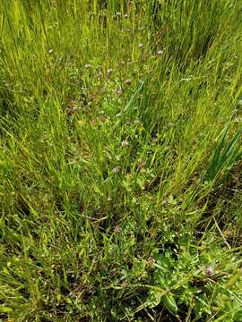 Image of whitetip clover