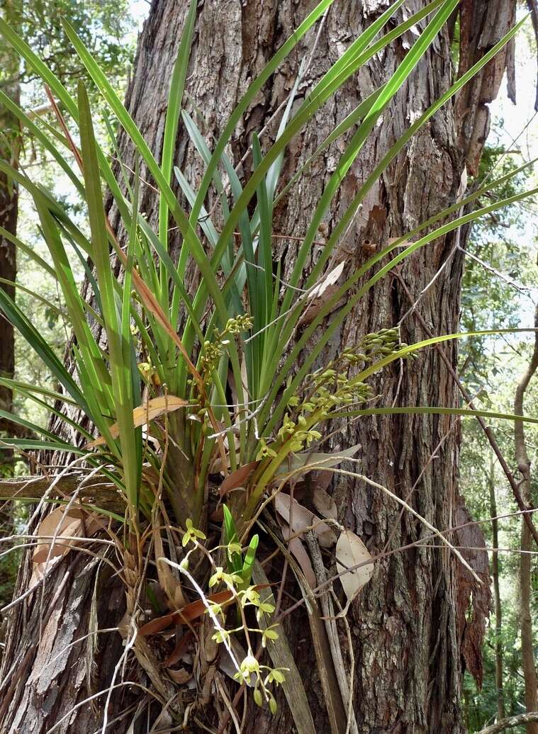 Image of Snake orchid