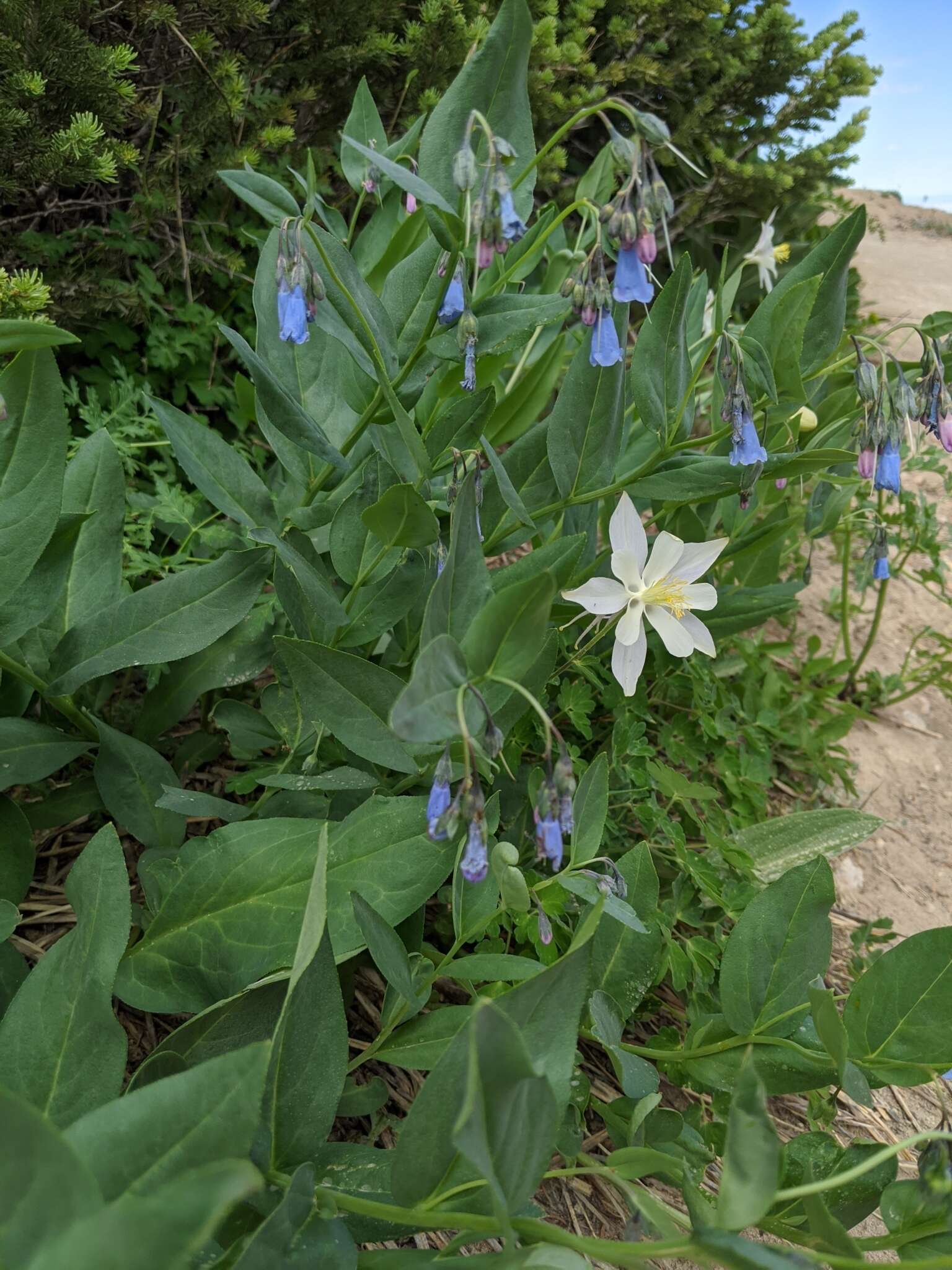 Image of aspen bluebells