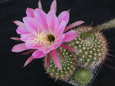 Echinopsis resmi