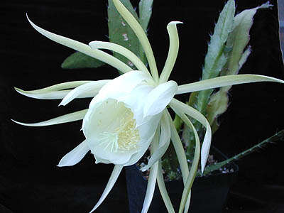 Image of climbing cactus