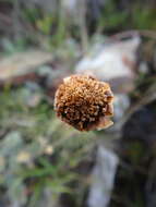 Image of Anthemis marschalliana Willd.