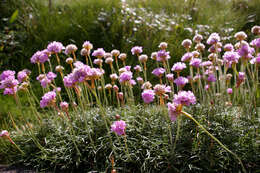 Image of thrift seapink