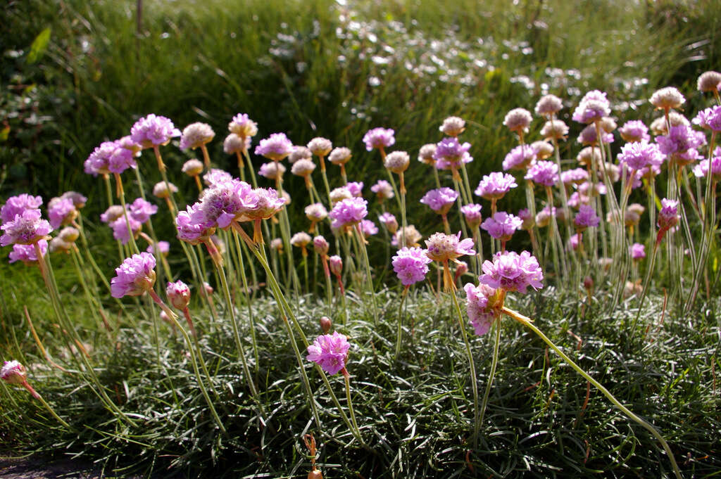 Image of thrift seapink