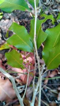 Image of Lepisanthes perrieri (Choux) Buerki, Callm. & Lowry