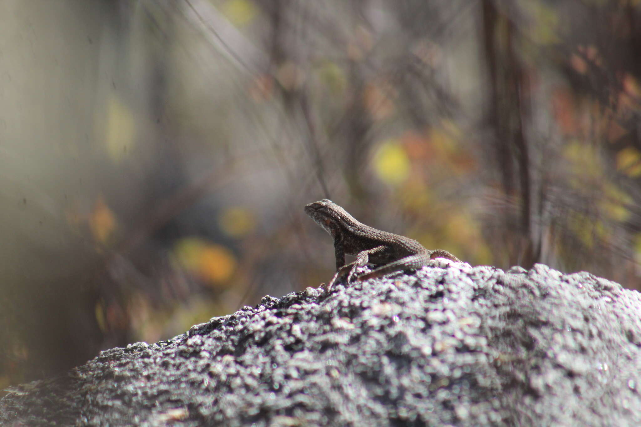 Plancia ëd Sceloporus licki Van Denburgh 1895