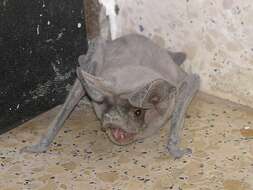 Image of European Free-tailed Bat