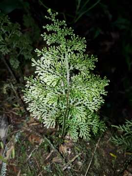 Hymenophyllum flexuosum A. Cunn. resmi