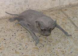 Image of European Free-tailed Bat