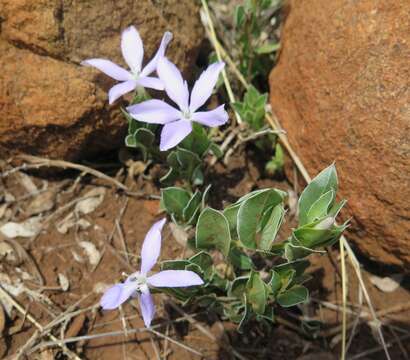 Barleria argillicola Oberm.的圖片