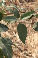 Image of Buddleja cordata Kunth