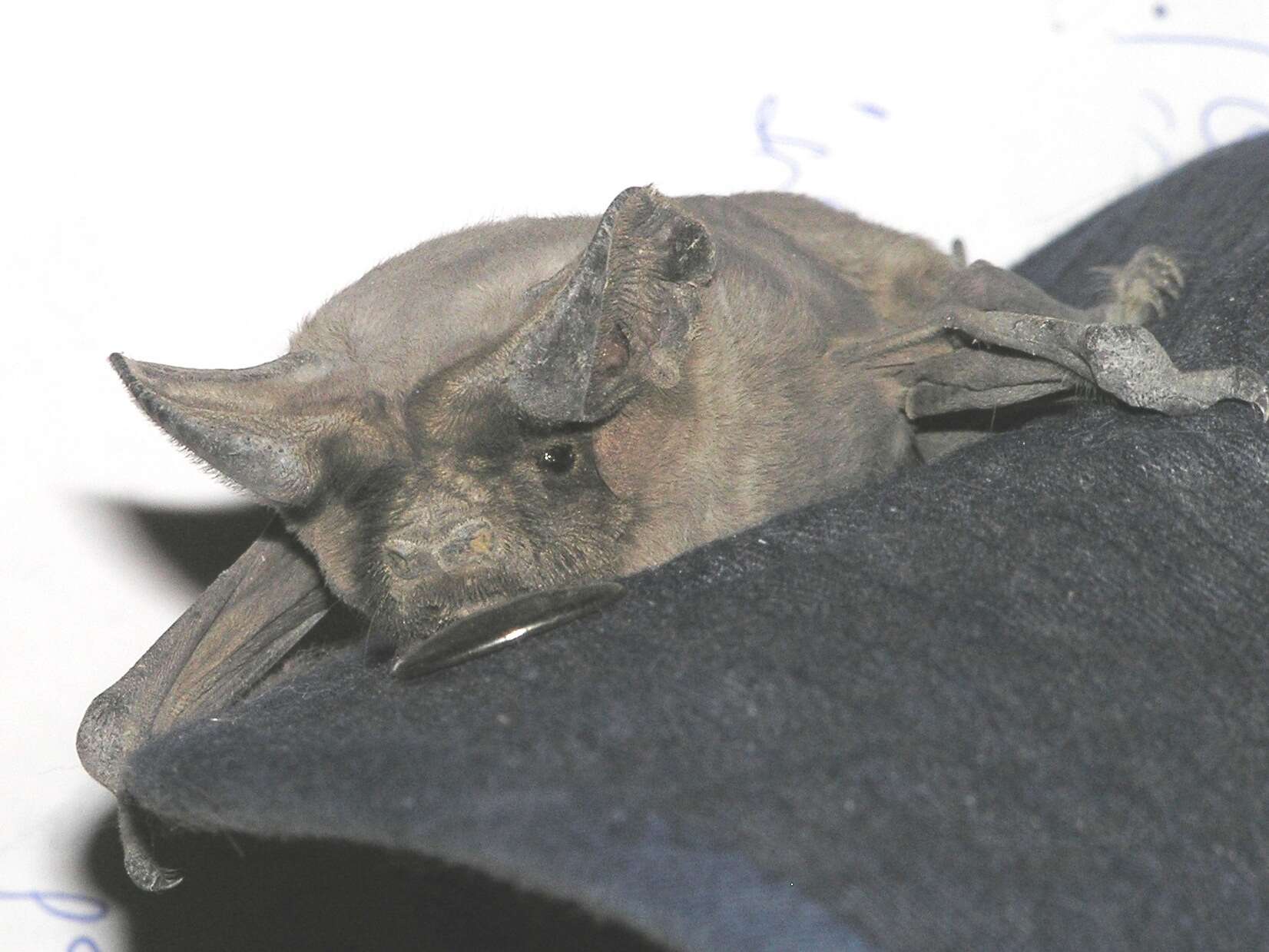Image of European Free-tailed Bat