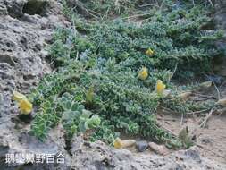 Image of Crotalaria similis Hemsl.