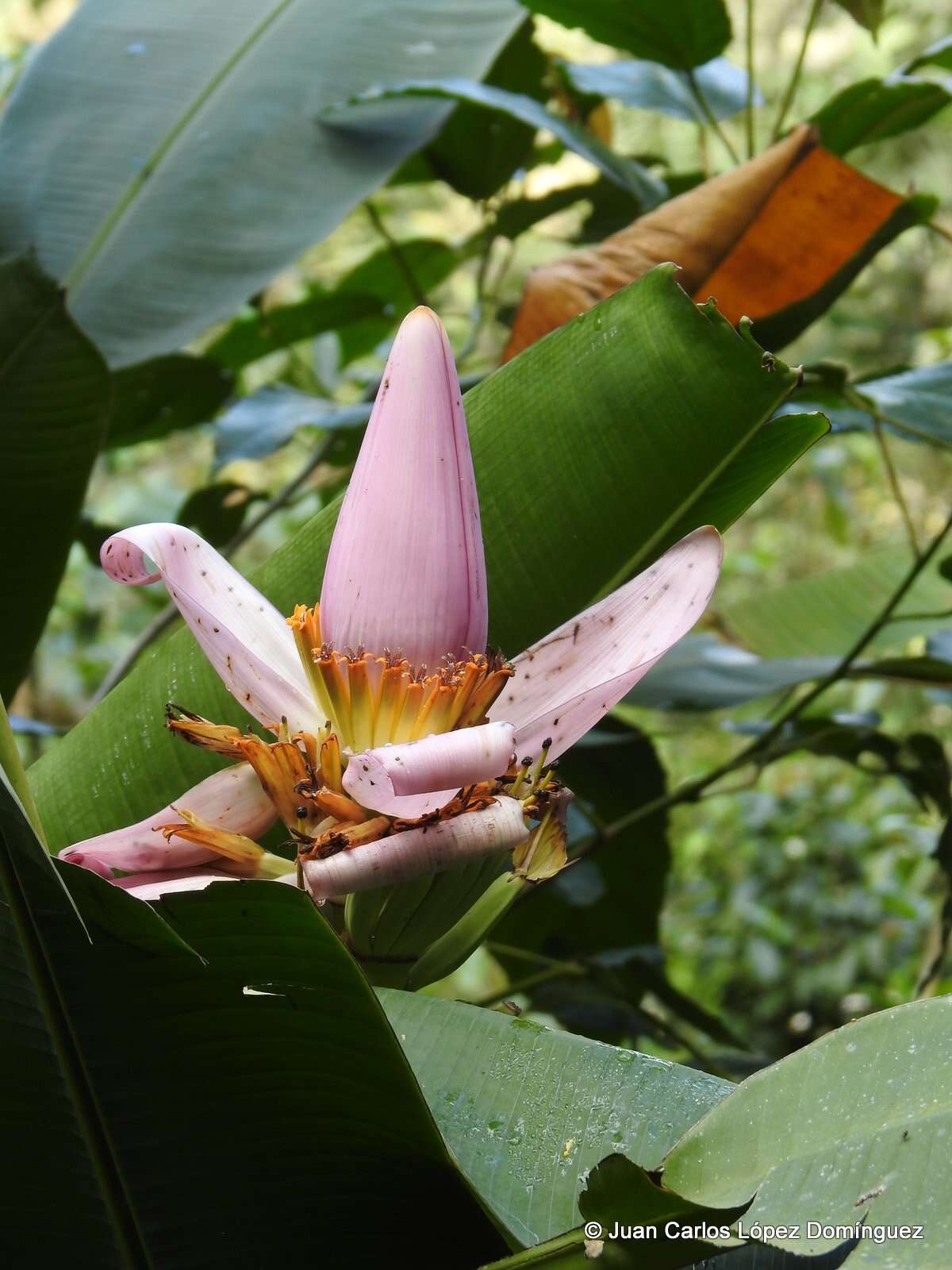 Image of Musa ornata Roxb.