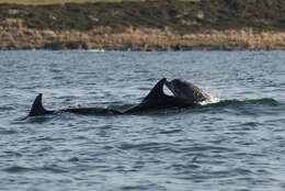 Imagem de Tursiops Gervais 1855