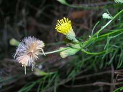 صورة Erigeron reductus var. angustatus (A. Gray) G. L. Nesom