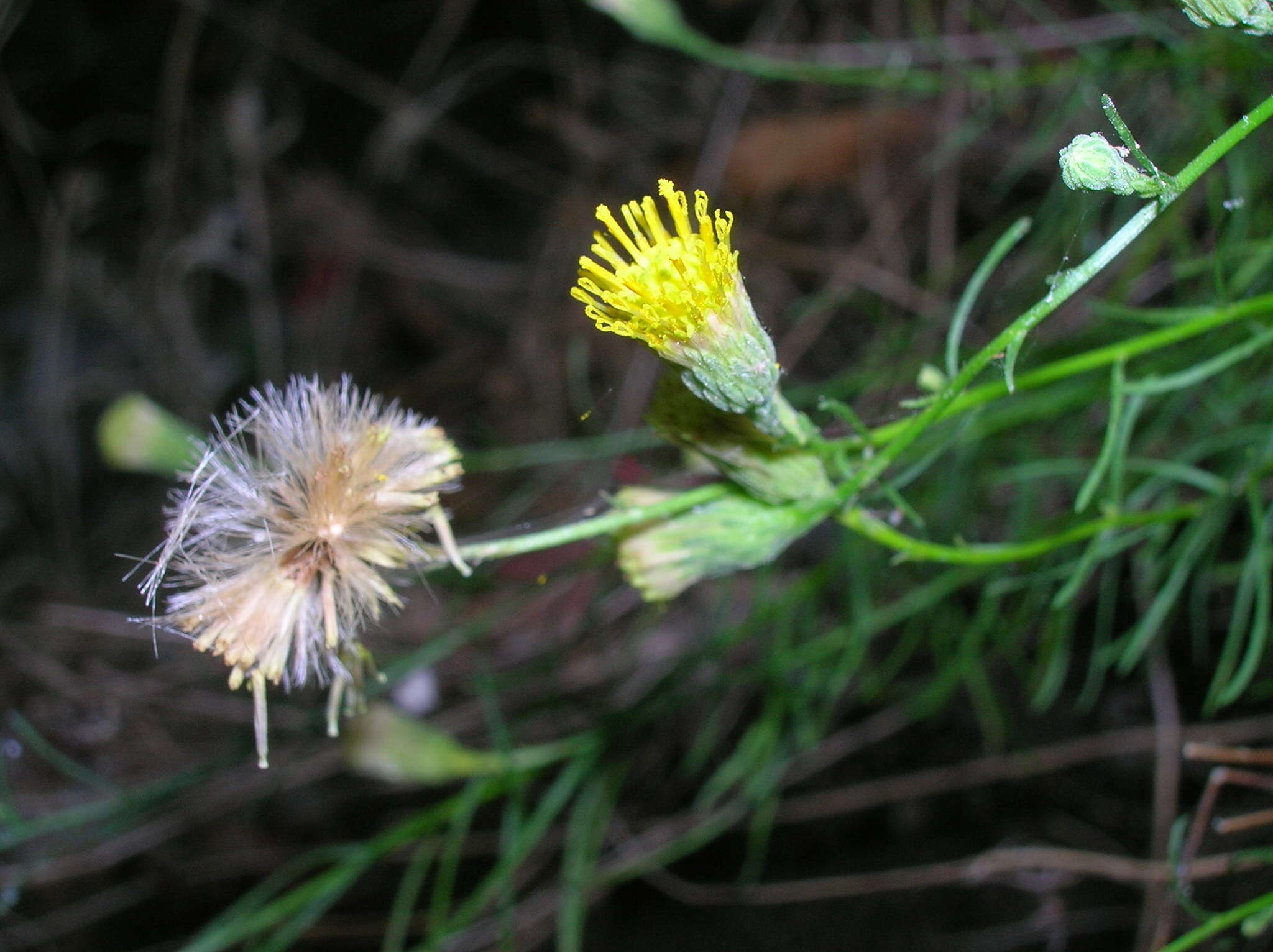 صورة Erigeron reductus var. angustatus (A. Gray) G. L. Nesom