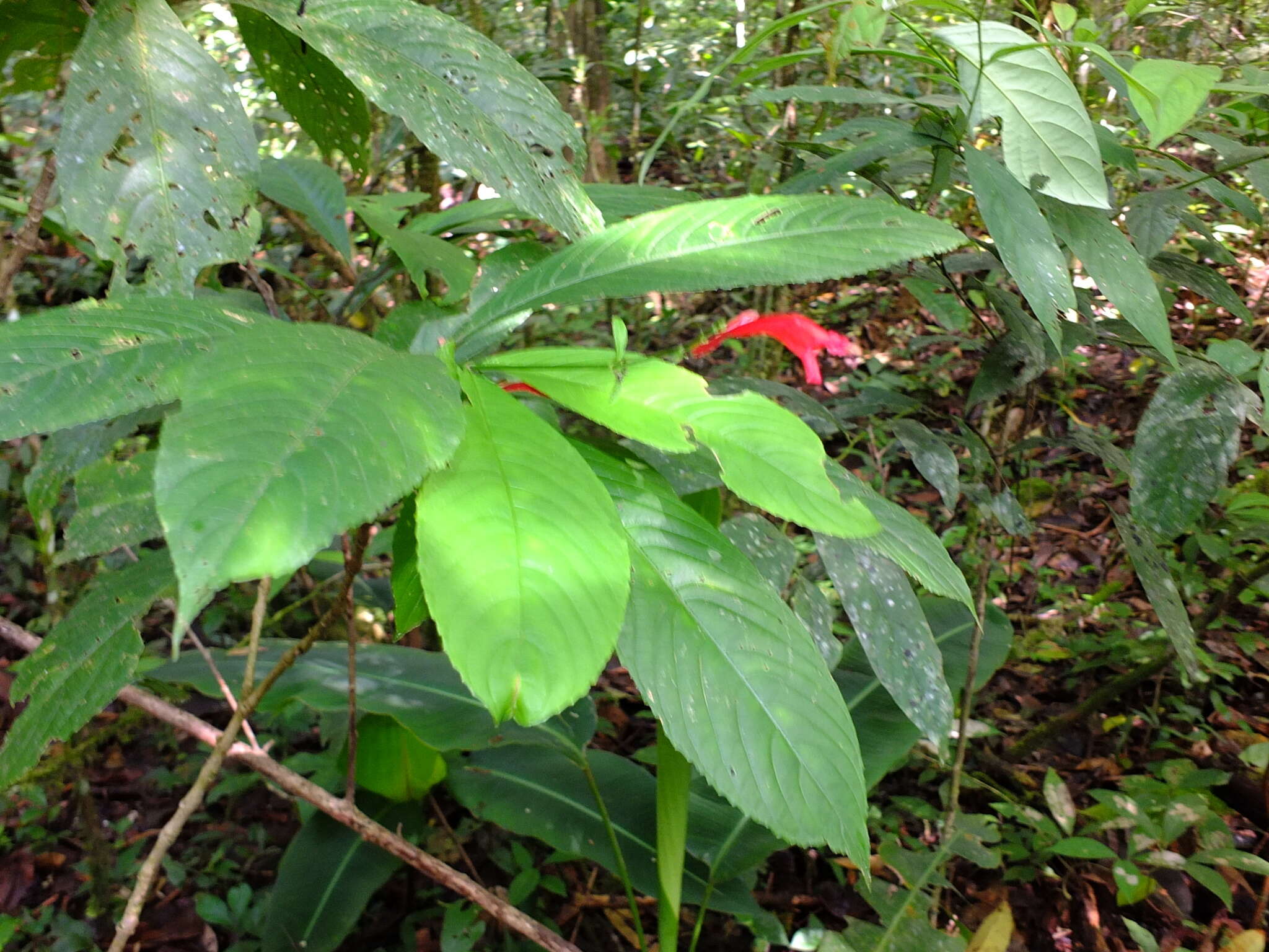 Image of Ruellia fulgens (Bremek.) E. A. Tripp