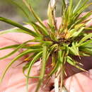 Image of shaved sedge