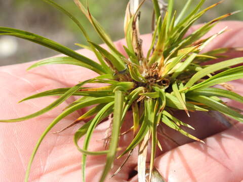 Imagem de Carex tonsa var. tonsa