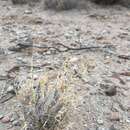 Plancia ëd Muhlenbergia arenacea (Buckley) Hitchc.