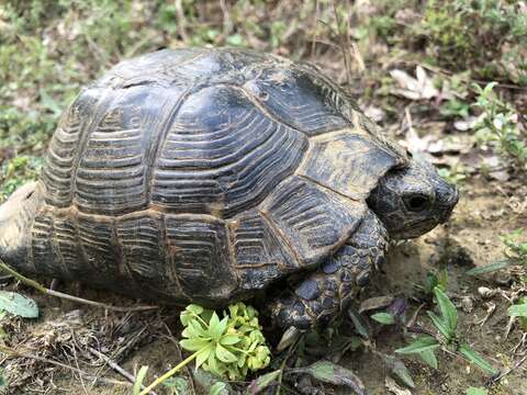 Image of Testudo graeca ibera Pallas 1814