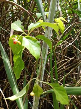 Image de Schisandra arisanensis Hayata